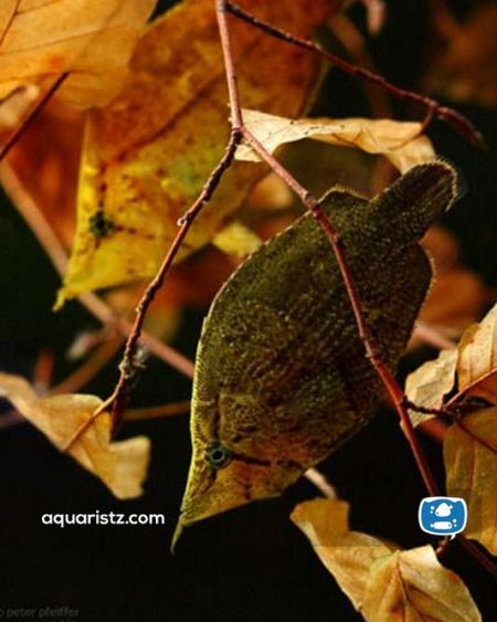 ماهی برگی،اخبارگوناگون,خبرهای گوناگون ماهی برگی,اخبارگوناگون,خبرهای گوناگون