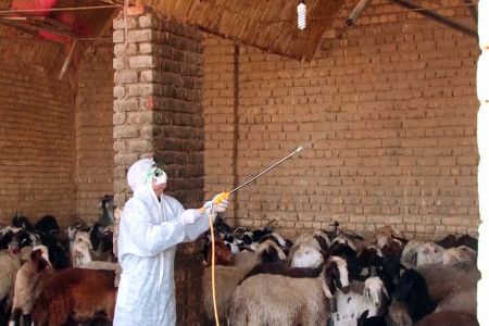 تب کنگو،اخبار پزشکی ،خبرهای پزشکی تب کنگو,اخبار پزشکی ,خبرهای پزشکی