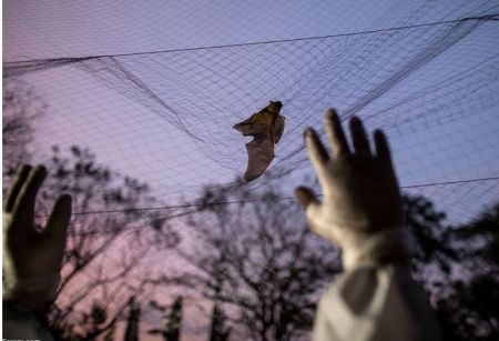 دانشمندان شکارچی خفاش،اخبارگوناگون,خبرهای گوناگون دانشمندان شکارچی خفاش,اخبارگوناگون,خبرهای گوناگون