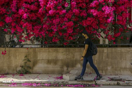 عکس خبری،اهواز در محاصره گل های کاغذی عکس خبری،اهواز در محاصره گل های کاغذی