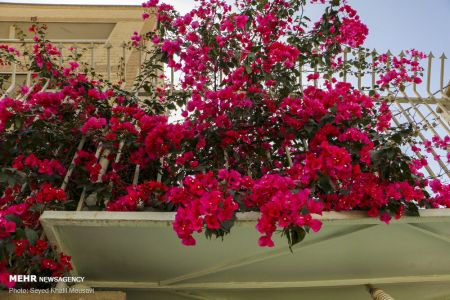 عکس خبری،اهواز در محاصره گل های کاغذی عکس خبری،اهواز در محاصره گل های کاغذی