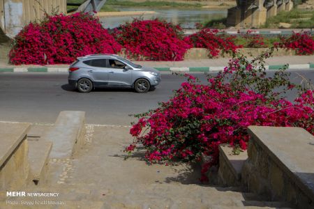 عکس خبری،اهواز در محاصره گل های کاغذی عکس خبری،اهواز در محاصره گل های کاغذی