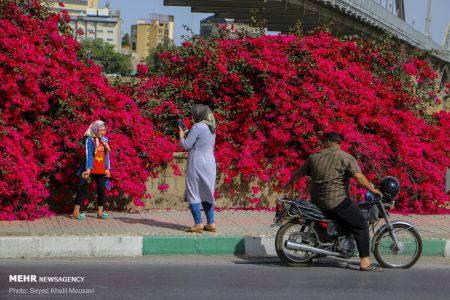 عکس خبری،اهواز در محاصره گل های کاغذی