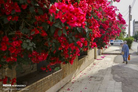 عکس خبری،اهواز در محاصره گل های کاغذی عکس خبری،اهواز در محاصره گل های کاغذی