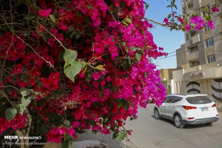 عکس خبری،اهواز در محاصره گل های کاغذی عکس خبری،اهواز در محاصره گل های کاغذی