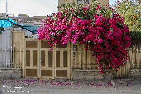 عکس خبری،اهواز در محاصره گل های کاغذی عکس خبری،اهواز در محاصره گل های کاغذی