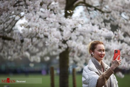 تصاویر انعکاس،شکوفههای بهاری تصاویر انعکاس،شکوفههای بهاری