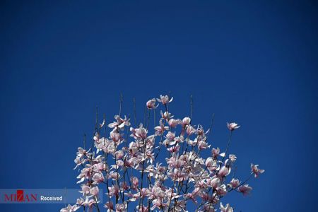 تصاویر انعکاس،شکوفه‌های بهاری
