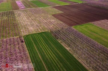 تصاویر انعکاس،شکوفههای بهاری تصاویر انعکاس،شکوفههای بهاری