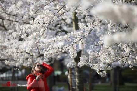 تصاویر انعکاس،شکوفههای بهاری تصاویر انعکاس،شکوفههای بهاری