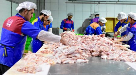 مرغ،اخبار اقتصادی،خبرهای اقتصادی مرغ،اخبار اقتصادی،خبرهای اقتصادی