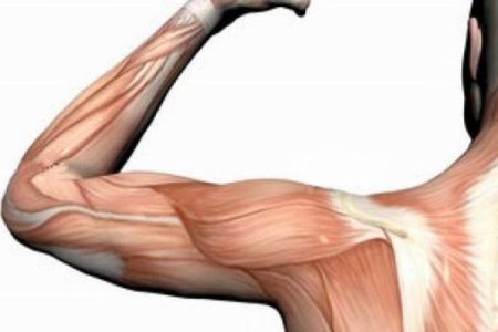 ماهیچه،اخبار پزشکی،خبرهای پزشکی ماهیچه،اخبار پزشکی،خبرهای پزشکی