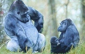 گوریل،اخبار علمی،خبرهای علمی گوریل،اخبار علمی،خبرهای علمی