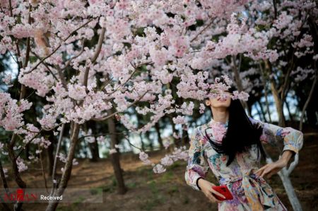 فستیوال بهاری در کنار درختان شکوفان آلبالو در چین،اخبار گوناگون،خبرهای گوناگون