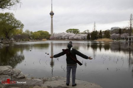 فستیوال بهاری در کنار درختان شکوفان آلبالو در چین،اخبار گوناگون،خبرهای گوناگون فستیوال بهاری در کنار درختان شکوفان آلبالو در چین،اخبار گوناگون،خبرهای گوناگون