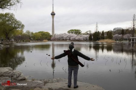 فستیوال بهاری در کنار درختان شکوفان آلبالو در چین،اخبار گوناگون،خبرهای گوناگون