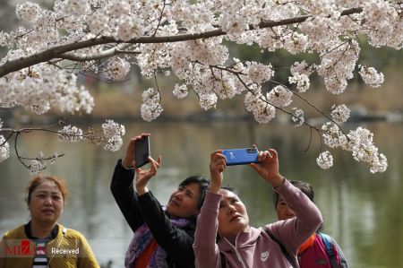 فستیوال بهاری در کنار درختان شکوفان آلبالو در چین،اخبار گوناگون،خبرهای گوناگون فستیوال بهاری در کنار درختان شکوفان آلبالو در چین،اخبار گوناگون،خبرهای گوناگون