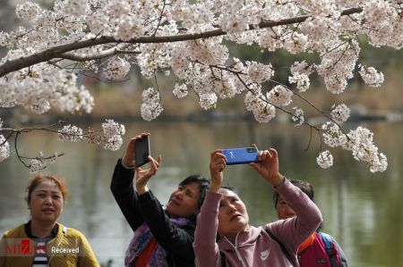 فستیوال بهاری در کنار درختان شکوفان آلبالو در چین،اخبار گوناگون،خبرهای گوناگون