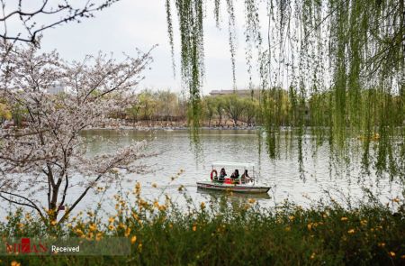 فستیوال بهاری در کنار درختان شکوفان آلبالو در چین،اخبار گوناگون،خبرهای گوناگون