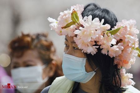 فستیوال بهاری در کنار درختان شکوفان آلبالو در چین،اخبار گوناگون،خبرهای گوناگون