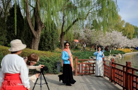 فستیوال بهاری در کنار درختان شکوفان آلبالو در چین،اخبار گوناگون،خبرهای گوناگون