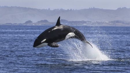 نهنگ ها,اخبار پزشکی ,خبرهای پزشکی