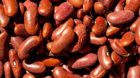 خطرناکترین غذاها،اخبارگوناگون,خبرهای گوناگون خطرناکترین غذاها,اخبارگوناگون,خبرهای گوناگون