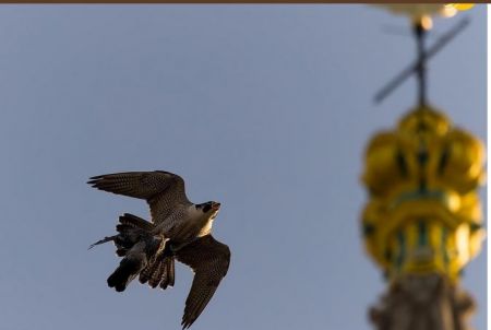 مرغهای دریایی،اخبارگوناگون,خبرهای گوناگون مرغهای دریایی,اخبارگوناگون,خبرهای گوناگون