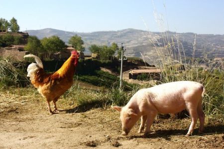  مرغ و خوک ,اخبار علمی ,خبرهای علمی 