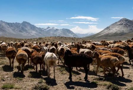 عشایرِ بام جهان،اخبارگوناگون,خبرهای گوناگون عشایرِ بام جهان,اخبارگوناگون,خبرهای گوناگون