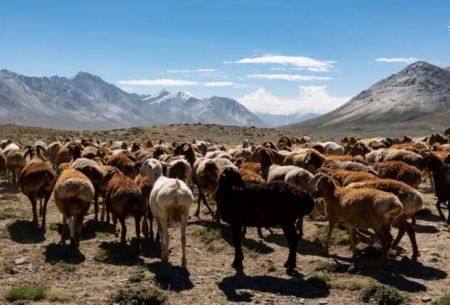 عشایرِ بام جهان,اخبارگوناگون,خبرهای گوناگون 