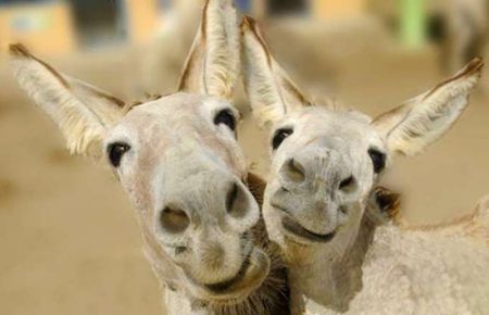     لبخند شیرین حیوانات,اخبارگوناگون,خبرهای گوناگون 