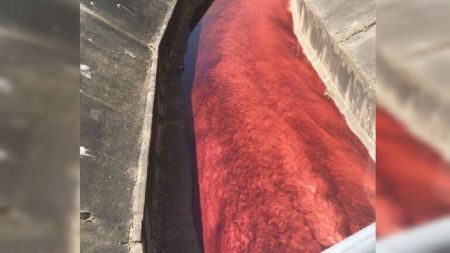 عکس های عجیب و غریب ولی واقعی