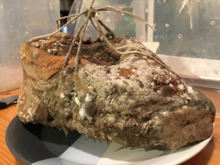 عکس های عجیب و غریب ولی واقعی