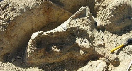 جمجمه یک تمساح ،اخبارگوناگون,خبرهای گوناگون جمجمه یک تمساح ,اخبارگوناگون,خبرهای گوناگون