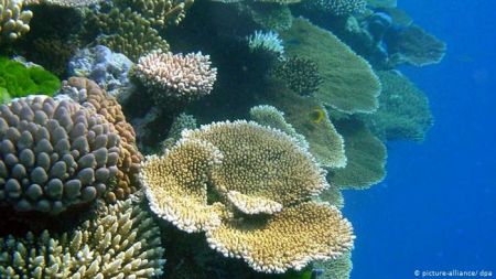 نقاط مرگ در دریاهای جهان،اخبار علمی،خبرهای علمی نقاط مرگ در دریاهای جهان،اخبار علمی،خبرهای علمی