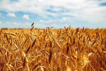 قیمت گندم،اخبار اقتصادی،خبرهای اقتصادی قیمت گندم،اخبار اقتصادی،خبرهای اقتصادی