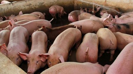تنفس پستانداران،اخبار علمی،خبرهای علمی