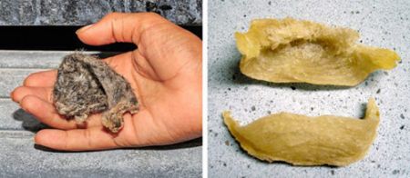 خوراکی های عجیب ،اخبارگوناگون,خبرهای گوناگون خوراکی های عجیب,اخبارگوناگون,خبرهای گوناگون