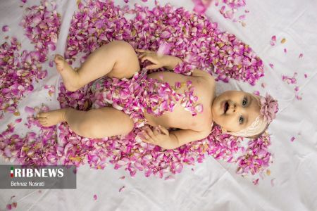) آیین ملی و مذهبی گل غلتان ،اخبارگوناگون,خبرهای گوناگون ) آیین ملی و مذهبی گل غلتان,اخبارگوناگون,خبرهای گوناگون