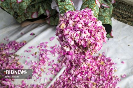 ) آیین ملی و مذهبی گل غلتان ،اخبارگوناگون,خبرهای گوناگون ) آیین ملی و مذهبی گل غلتان,اخبارگوناگون,خبرهای گوناگون