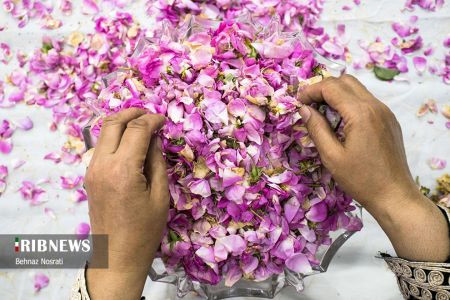 ) آیین ملی و مذهبی گل غلتان ،اخبارگوناگون,خبرهای گوناگون ) آیین ملی و مذهبی گل غلتان,اخبارگوناگون,خبرهای گوناگون