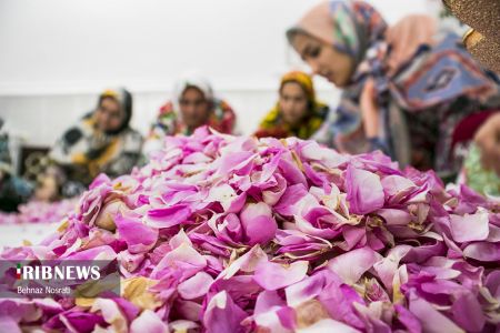 ) آیین ملی و مذهبی گل غلتان ،اخبارگوناگون,خبرهای گوناگون ) آیین ملی و مذهبی گل غلتان,اخبارگوناگون,خبرهای گوناگون