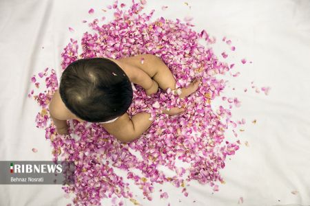 ) آیین ملی و مذهبی گل غلتان ،اخبارگوناگون,خبرهای گوناگون ) آیین ملی و مذهبی گل غلتان,اخبارگوناگون,خبرهای گوناگون