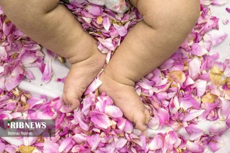 ) آیین ملی و مذهبی گل غلتان ،اخبارگوناگون,خبرهای گوناگون ) آیین ملی و مذهبی گل غلتان,اخبارگوناگون,خبرهای گوناگون