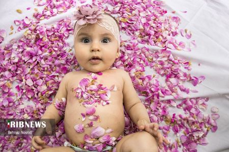 ) آیین ملی و مذهبی گل غلتان ،اخبارگوناگون,خبرهای گوناگون ) آیین ملی و مذهبی گل غلتان,اخبارگوناگون,خبرهای گوناگون