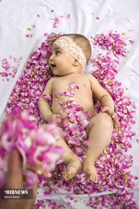 ) آیین ملی و مذهبی گل غلتان ،اخبارگوناگون,خبرهای گوناگون ) آیین ملی و مذهبی گل غلتان,اخبارگوناگون,خبرهای گوناگون
