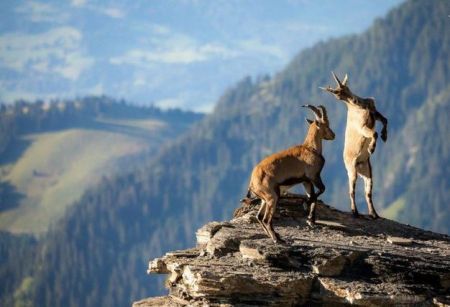 ورانگوتان،اخبارگوناگون,خبرهای گوناگون ورانگوتان,اخبارگوناگون,خبرهای گوناگون