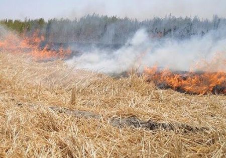 آتش زدن اراضی کشاورزی،اخباراجتماعی ،خبرهای اجتماعی آتش زدن اراضی کشاورزی,اخبار اجتماعی ,خبرهای اجتماعی