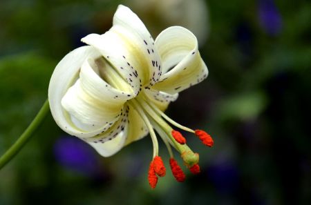 شکوفایی نادرترین گل جهان،اخبارگوناگون,خبرهای گوناگون شکوفایی نادرترین گل جهان,اخبارگوناگون,خبرهای گوناگون